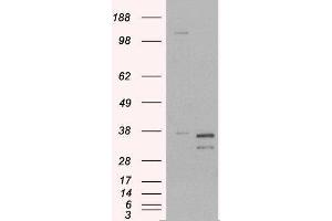 Western Blotting (WB) image for Pirin (PIR) peptide (ABIN370170) (Pirin (PIR) Peptid)
