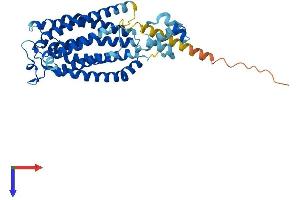 LASS3 Protein (AA 1-383) (His tag)