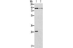 Western Blotting (WB) image for anti-Cyclic Nucleotide Gated Channel alpha 3 (CNGA3) antibody (ABIN2421415) (CNGA3 Antikörper)