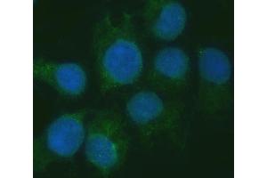IF analysis of RGS7 using anti-RGS7 antibody (ABIN7599430). (RGS7 Antikörper  (AA 1-483))