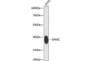Western blot analysis of extracts of A375 cells using SPARC Polyclonal Antibody at dilution of 1:3000. (SPARC Antikörper)