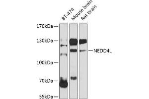 Western blot analysis of extracts of various cell lines, using NEDD4L antibody (ABIN6132407, ABIN6144504, ABIN6144505 and ABIN6224109) at 1:1000 dilution. (NEDD4-2 Antikörper  (AA 836-955))