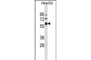 Western blot analysis in HepG2 cell line lysates (35ug/lane). (ZNF205 Antikörper  (N-Term))