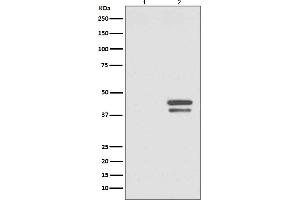 Western blot analysis of Phospho-JunD (S255) expression in (1) HeLa cell lysate treated with Alkaline Phosphatase, (2) HeLa cell lysate.
