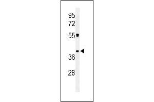 Western blot analysis of CLM1 Antibody (N-term) (ABIN653906 and ABIN2843144) in K562 cell line lysates (35 μg/lane). (IREM1 Antikörper  (N-Term))