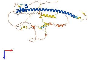 MAF Protein (AA 1-373) (His tag)