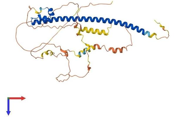 MAF Protein (AA 1-373) (His tag)