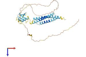 BAG1 Protein (AA 1-345) (His tag)