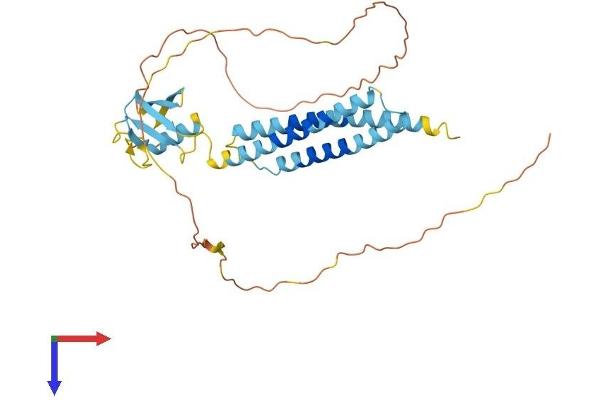 BAG1 Protein (AA 1-345) (His tag)