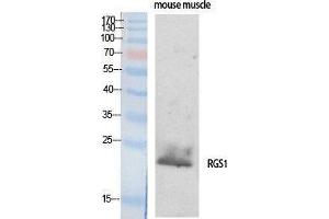 Western Blotting (WB) image for anti-Regulator of G-Protein Signaling 1 (RGS1) (Internal Region) antibody (ABIN3177204) (RGS1 Antikörper  (Internal Region))