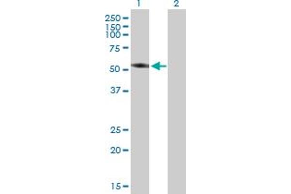TBC1D2 antibody  (AA 1-502)