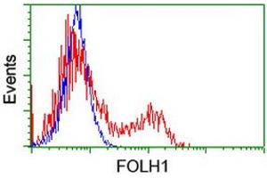 HEK293T cells transfected with either RC218310 overexpress plasmid (Red) or empty vector control plasmid (Blue) were immunostained by anti-FOLH1 antibody (ABIN2455715), and then analyzed by flow cytometry. (PSMA Antikörper)