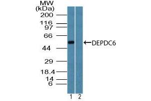 Image no. 1 for anti-DEP Domain Containing mTOR-Interacting Protein (DEPTOR) (AA 230-280) antibody (ABIN960132)