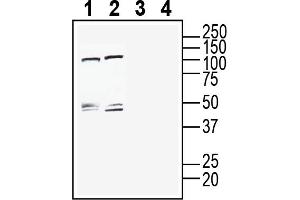 Western blot analysis of rat brain membranes (lanes 1 and 3) and mouse brain membranes (lanes 2 and 4):1-2.
