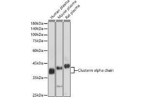 Western blot analysis of extracts of various cell lines, using Clusterin alpha chain antibody (ABIN6133477, ABIN6138756, ABIN6138758 and ABIN6216721) at 1:1000 dilution. (Clusterin Antikörper  (AA 23-120))