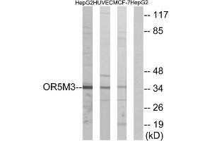 Western blot analysis of extracts from HepG2 cells, HUVEC cells and MCF-7cells, using OR5M3 antibody. (OR5M3 Antikörper  (Internal Region))