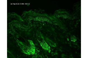 Immunohistochemistry (IHC) image for anti-Heat Shock 60kDa Protein 1 (Chaperonin) (HSPD1) antibody (APC) (ABIN2481437)