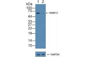 Western Blotting (WB) image for anti-serine Hydroxymethyltransferase 2 (Mitochondrial) (SHMT2) (AA 30-504) antibody (ABIN7443701)