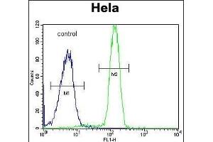 SP5 Antibody (C-term) (ABIN653893 and ABIN2843137) flow cytometric analysis of Hela cells (right histogram) compared to a negative control cell (left histogram). (SP5 Antikörper  (C-Term))