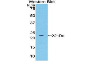 Western Blotting (WB) image for anti-Peroxiredoxin 6 (PRDX6) (AA 1-224) antibody (ABIN1078435) (Peroxiredoxin 6 Antikörper  (AA 1-224))