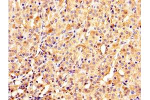 IHC image of ABIN7142087 diluted at 1:1000 and staining in paraffin-embedded human adrenal gland tissue performed on a Leica BondTM system. (YWHAE Antikörper  (AA 1-255))