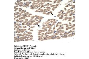 Human Muscle (POU2F3 Antikörper  (N-Term))