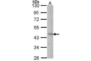 WB Image Sample (30 ug of whole cell lysate) A: Hep G2 , 10% SDS PAGE antibody diluted at 1:1000 (DYX1C1 Antikörper  (C-Term))