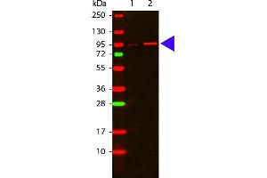 Western Blot of Rabbit anti-Akt phospho T308 antibody. (AKT1 Antikörper)