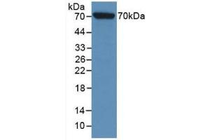 Detection of Recombinant HSPA1L, Rat using Monoclonal Antibody to Heat Shock 70 kDa Protein 1 Like Protein (HSPA1L) (HSPA1L Antikörper  (AA 1-641))