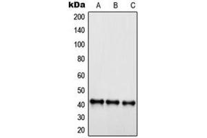 Western blot analysis of EDG6 expression in Jurkat (A), HepG2 (B), HEK293 (C) whole cell lysates.