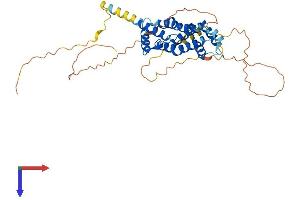 PRR5L Protein (AA 1-368) (His tag)