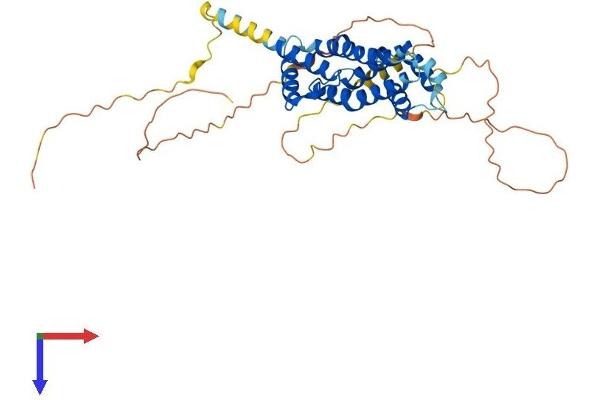 PRR5L Protein (AA 1-368) (His tag)
