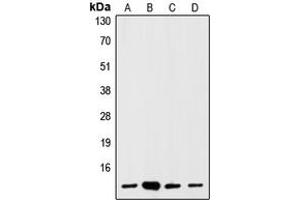 Western blot analysis of S100-A1 expression in HEK293T (A), mouse brain (B), rat brain (C), C6 (D) whole cell lysates.