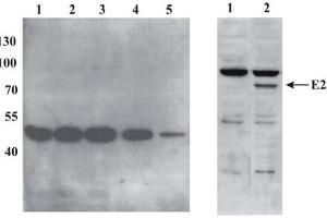 Western Blotting (WB) image for anti-BPV-1 antibody (ABIN781761) (BPV-1 Antikörper)