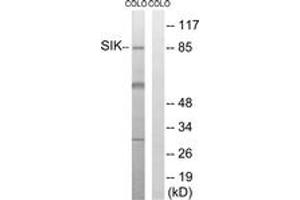 Western blot analysis of extracts from COLO205 cells, treated with PMA 125ng/ml 30', using SIK (Ab-182) Antibody. (SIK1 Antikörper  (AA 148-197))