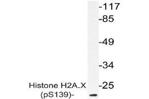 Western blot (WB) analysis of p-Histone H2A. (H2AFX Antikörper  (pSer139))