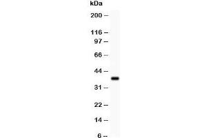 Western blot testing of Bmi1 antibody and recombinant human protein (0. (BMI1 Antikörper  (Middle Region))