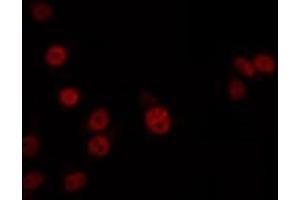 Immunofluorescence (fixed cells) (IF/ICC) image for anti-Mediator Complex Subunit 24 (MED24) (C-Term) antibody (ABIN6263193)