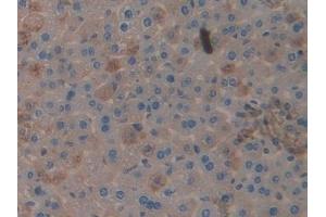 Detection of CLU in Mouse Liver Tissue using Polyclonal Antibody to Clusterin (CLU) (Clusterin Antikörper  (AA 227-448))