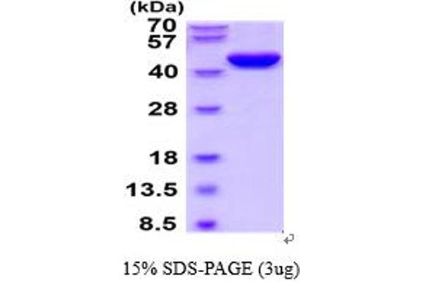 SERPINE2 Protein (AA 20-397) (His tag)