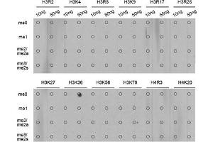 Dot Blot (DB) image for anti-Histone H3 (H3) (H3K36me) antibody (ABIN3016033)