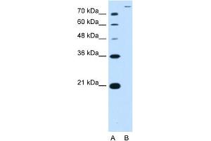 WB Suggested Antibody Titration:  2. (SLC26A5 Antikörper  (Middle Region))