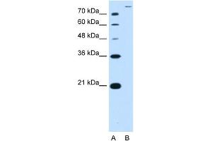 WB Suggested Antibody Titration:  2. (SLC26A5 Antikörper  (Middle Region))