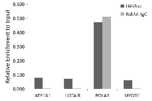 Immunofluorescence analysis of HeLa cells using Acetyl-Histone H4-K8 antibody (ABIN7267747). (Histone H4 Antikörper  (acLys8))