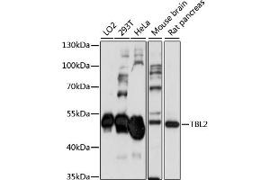 Western blot analysis of extracts of various cell lines, using TBL2 antibody (ABIN7270902) at 1:1000 dilution. (TBL2 Antikörper  (AA 100-430))