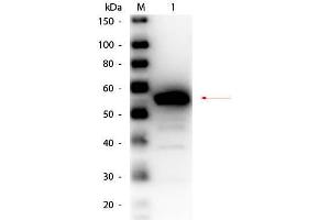Western Blot of Rabbit anti-Esterase Antibody Peroxidase Conjugated. (Esterase Antikörper  (HRP))