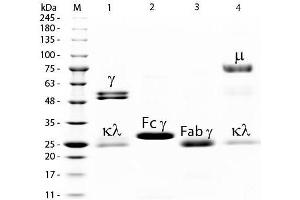 SDS-PAGE of Rat IgM Whole Molecule Fluorescein Conjugated .