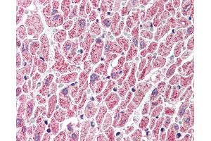 Anti-GBL antibody IHC of human heart. (GBL Antikörper  (C-Term))