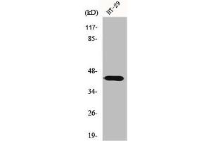 Western Blot analysis of HT29 cells using GATA-1 Polyclonal Antibody (GATA1 Antikörper)