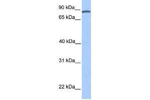 WB Suggested Anti-DMTF1 Antibody Titration:  0. (DMP1 Antikörper  (C-Term))